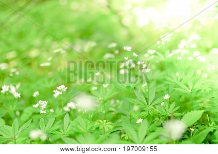 Spring Flower Background, Snowdrops.
