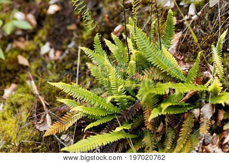 Leaves of a hard fern Blechnum spicant in a forest.