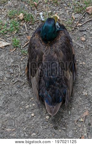 A duck sitting on the ground. View from above.