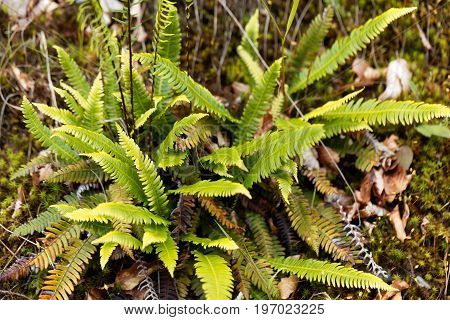 Leaves of a hard fern Blechnum spicant in a forest.