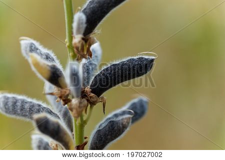 Seeds of a narrow leaved lupin Lupinus angustifolius.