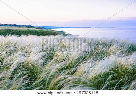 Field with wild feather grass and sea in background