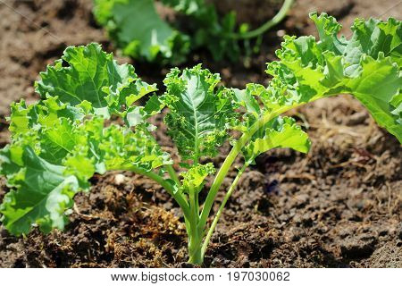 Young kale growing in the vegetable garden .
