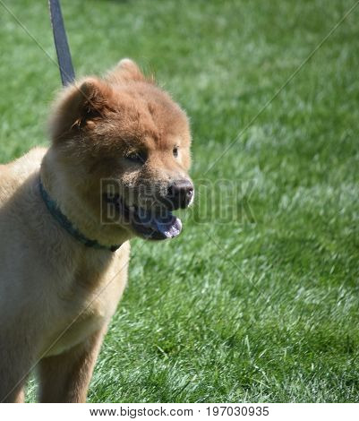Very Delightful Little Chow Puppy from China