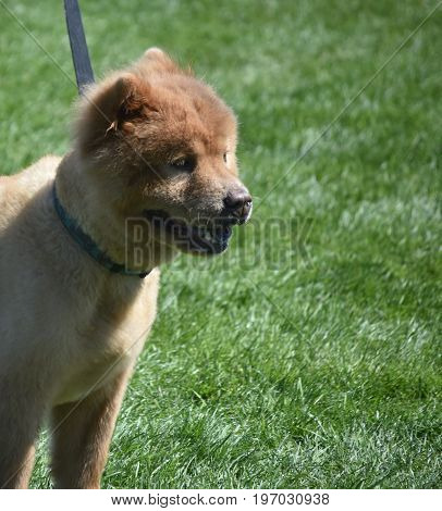 Cute Chow Puppy Taking a Walk on a Nice Day