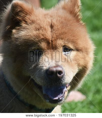 Adorable Purebred Chow that is a Hunting Dog