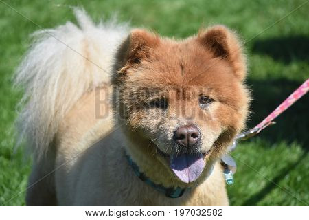 Cute Little Chow Puppy Looking Tired from Playing