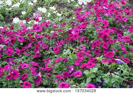 Field Of Flowers Of Different Shades Of Purple, White