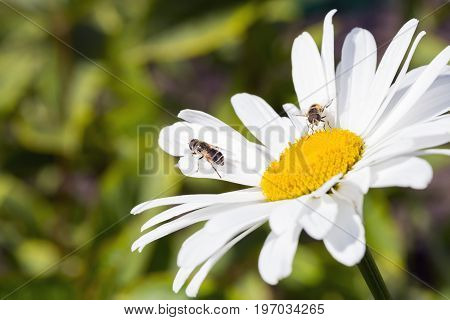Bee sitting on camomile. Macro photo. White flower. Life of insects