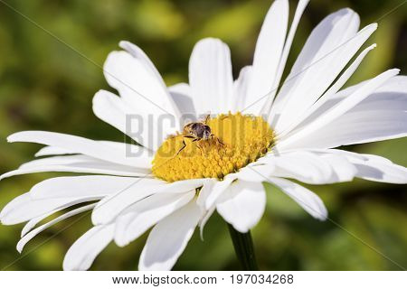Bee sitting on camomile. Macro photo. White flower. Life of insects