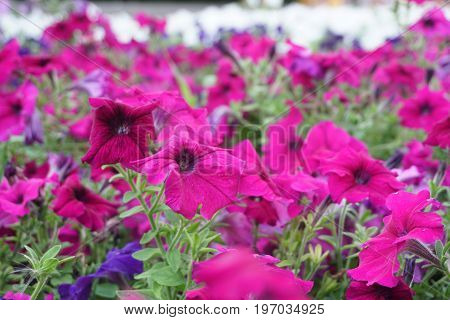 Field Of Flowers Of Different Shades Of Purple, White