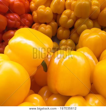 Colorful pepper: red, orande, yellow. Mobile photo