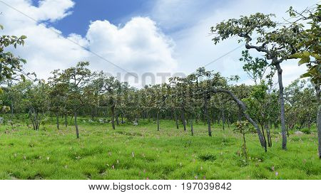 Siam Tulips Flowers Blooming In Meadow Of Pahinngam National Park ,chaiyapoom,thailand