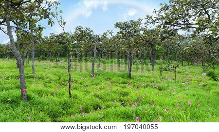 Siam Tulips Flowers Blooming In Meadow Of Pahinngam National Park ,chaiyapoom,thailand