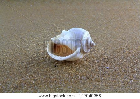 sea shell on the yellow sand  at the beach