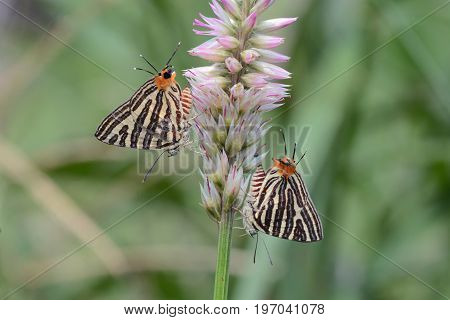 The Small Long-banded Silverline ,beautiful Butterfly As Background