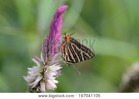 The Small Long-banded Silverline ,beautiful Butterfly As Background