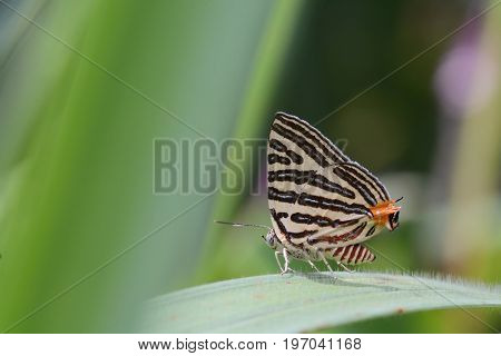 The Small Long-banded Silverline ,beautiful Butterfly As Background
