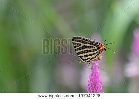 The Small Long-banded Silverline ,beautiful Butterfly As Background