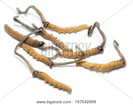 This herbal is name OPHIOCORDYCEPS SINENSI this a king of herbs. Medicinal properties in the treatment of diseases. Viagra of Oriental.