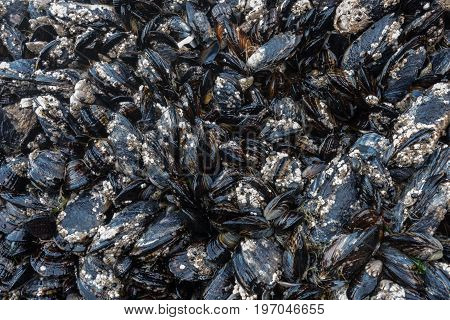 Barnacles and Mussels on Rocks in Tidepool at Low Tide
