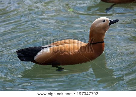 Ruddy shelduck (Tadorna ferruginea), also known as the Brahminy duck.
