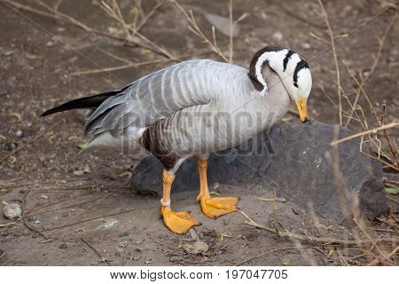 Bar-headed goose (Anser indicus). Wild life animal. 