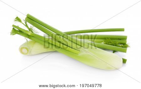 closeup fresh fennel bulb isolated on white background