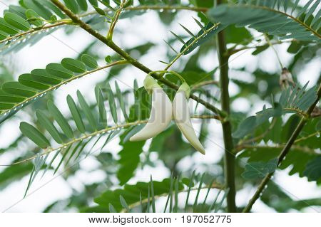 White Agasta Flower On Tree.