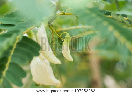 White Agasta Flower On Tree.