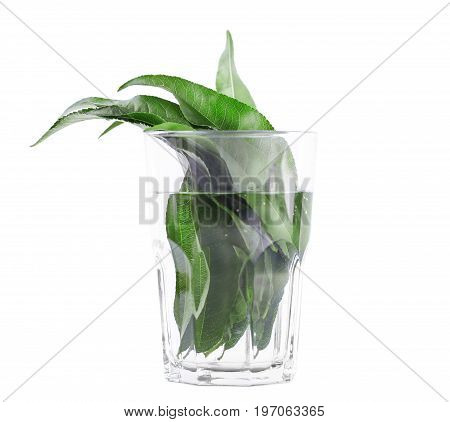 A thick bundle of colourful green leaves in a transparent big glass with clear water. Citrus exotic leaves, isolated on the white background.
