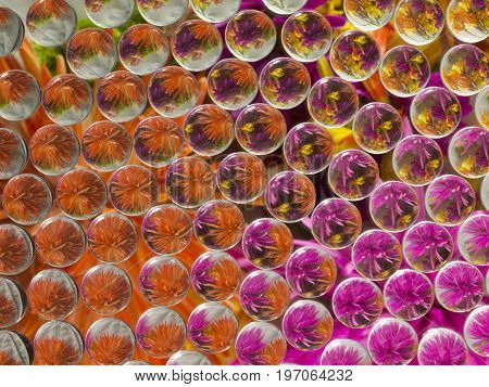 Photo image of flowers refracted, and reflected 4