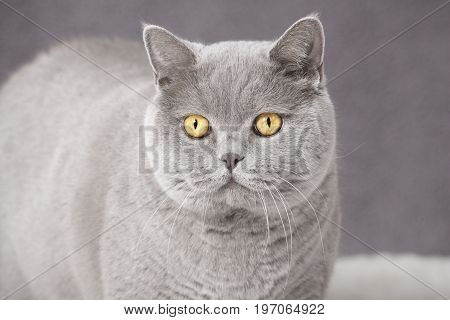 British Shorthair Cat