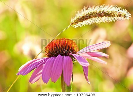 Echinacea purpurea