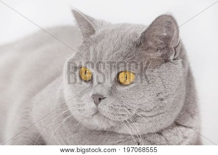 Cathead British Short Hair
