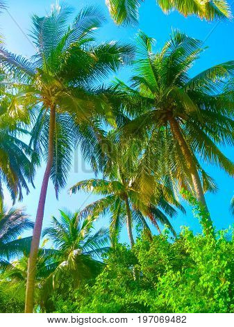The palms at Embudu Village Island, Maledives, Indian Ocean