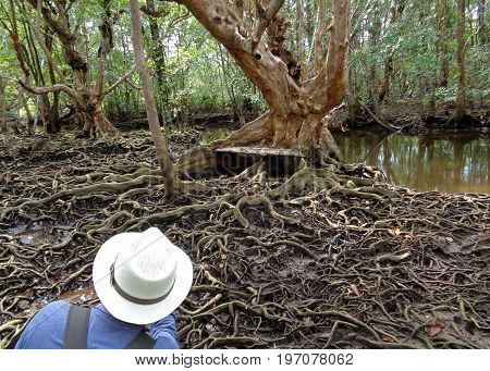 Taking pictures of awesome tree roots in the mangrove forest of Trat Province, Thailand