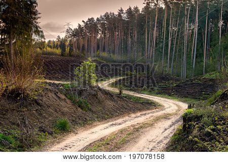 Path winding through the forest cut. Masuria Poland.