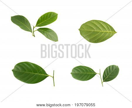 Jackfruit leaves isolated on white background .