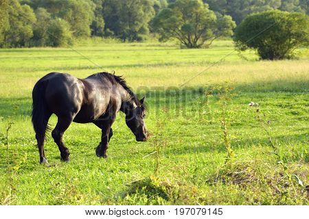 hourses at the meadow with green grass
