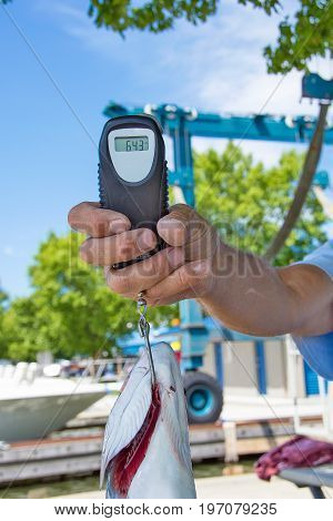 man holding steelhead salmon with digital fish weighing scale