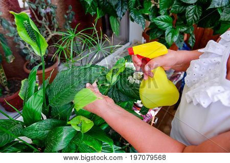 Adult Female Hands Spraying Water On Indoor House Plant. Household Concept. Selective Focus