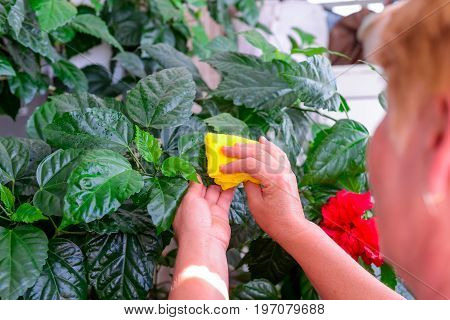 Household Concept Of Takes Care Of Indoor Plants. Adult Female Hands Wipes A Rag A Blooming Hibiscus