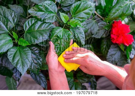 Household Concept Of Takes Care Of Indoor Plants. Adult Female Hands Wipes A Rag A Blooming Hibiscus