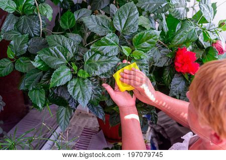 Household Concept Of Takes Care Of Indoor Plants. Adult Female Hands Wipes A Rag A Blooming Hibiscus