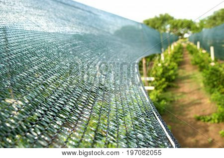 Setting sunbathing and anti-ice net over an orchard