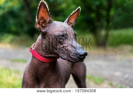 Close up portrait One Mexican hairless dog (xoloitzcuintle Xolo) in a red collar on a background of green grass and trees in the park