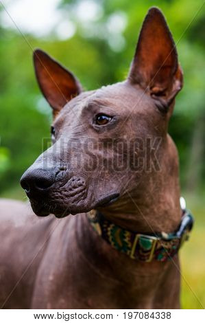 Close up portrait One Mexican hairless dog (xoloitzcuintle Xolo) in collar on a background of green grass and trees in the park