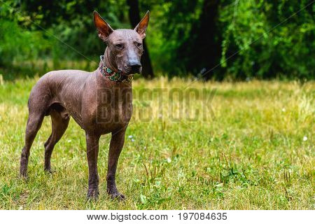 Close up portrait One Mexican hairless dog (xoloitzcuintle Xolo) in full growth in a collar on a background of green grass and trees in the park
