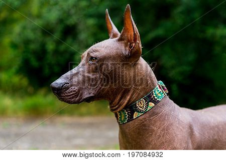 Close up portrait One Mexican hairless dog (xoloitzcuintle Xolo) in collar on a background of green grass and trees in the park